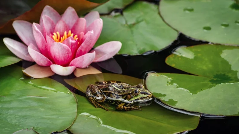 Odnawialne metody oczyszczania środowiska naturalnego